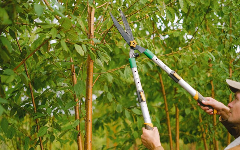 Tree trimming in Conception Junction, MO